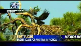 VIDEO: Eaglet Flies for First Time