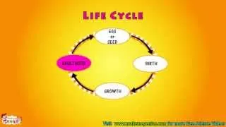 What is Life Cycle Video for kids