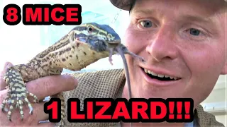 Destroy Mouse Infestation With Trained Lizard?!?!?!?!?