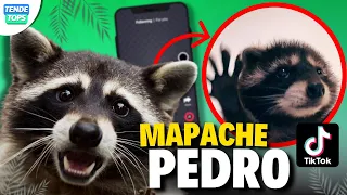 El Origen Del Mapache Pedro Bailando De Tik Tok.