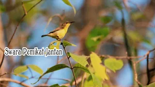 The Sound of a Female Hummingbird Seducing a Male