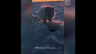 Arctic fox begging man for fish (English subtitles)