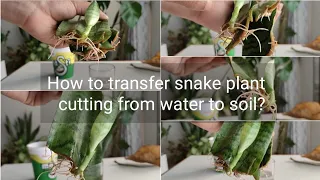 How to transfer snake plant cutting from water to soil ? | How to grow snake plants in soil?