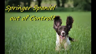 Springer Spaniel out of control?