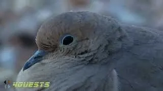 FEMALE MOURNING DOVE