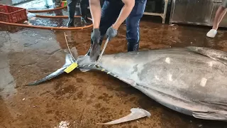 466kg Super-Giant Bluefin Tuna Cut in less 3 minutes