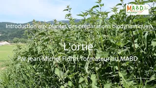 Introduction aux plantes des préparations biodynamiques : l’ortie – MABD