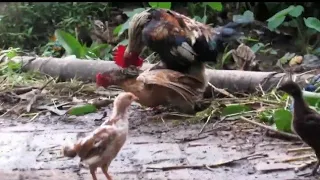 Very persistent Rooster Drove the all chickens. hen is in shock 😂