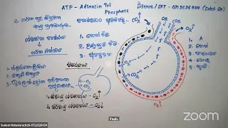 Grade 11 - Second Term | Unit 06 (  Human Respiratory system  ) Day 01