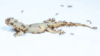 Ants VS Lizard Timelapse - Lizard VS Ants Timelapse - Time Lapse Video (4K Video HRD) - Aspin