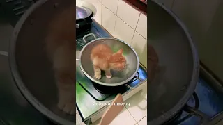 LAGI VIRAL MASAK KUCING SAMPAI GOSONG!!