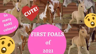 FIRST cute and rare FOALS of 2021! Can't believe the colours! PART 1 Rival Stars Horse Racing