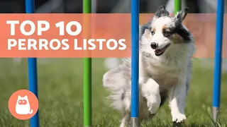 10 RAZAS de PERROS más INTELIGENTES 🐶💡 (según Stanley Coren)