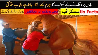 Most Dangerous 5 Attractive Horse Breeding in The World in urdu Hindi #AmazinFacts#UsFacts