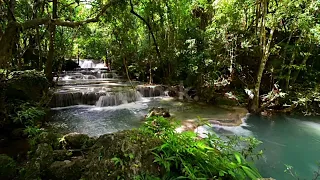 Majestic Forest Sounds that Pleases the Soul - Peaceful Water Stream- Reduce Stress and Anxiety