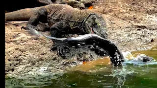 😱😱😱 The reaction of the Komodo dragon Eating and Swallowing the Mother Electric eel