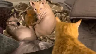 CAT CAUGHT CHEATING ON HIS BABYMAMA (kitty mama)