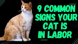 How to Know When Your Cat is in Labor: The Tell-Tail Signs