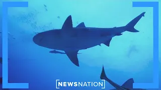 ‘Cocaine Sharks’ may be ingesting drugs dumped on Florida’s coast | NewsNation Now