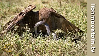 Brown Snake Eagle vs Forest Cobra  | WILDLIFE CLASSICS