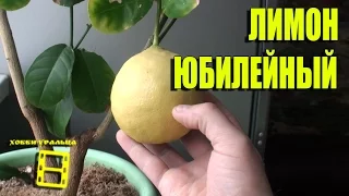 Lemon "Jubilee"