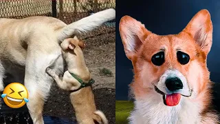 Funny Animal Videos 2023 😂   Funniest Cats And Dogs Video 😺😍