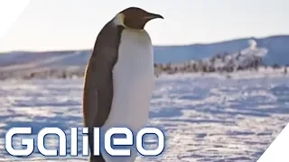 Pinguinforscher in der Antarktis | Galileo | ProSieben