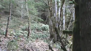 Bigfoot Filmed On Old Logging Road