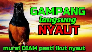 GAMPANG NYAUT❗ murai diam pasti ikut NYAUT❗❗