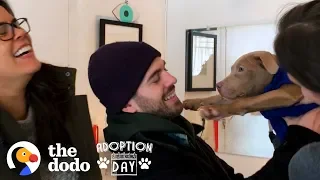 Pit Bull Puppies Were Found On The Street and Then Reunited Months Later | The Dodo Adoption Day