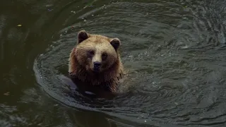 Медведь  плавает в реке