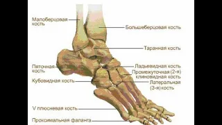 Лекция «Стопа».