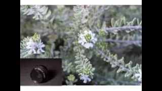 Rainy Days 4, Photographing Flowers with Different Focal Length Lenses. 50mm Lens