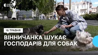 Постить фото й відео у соцмережі: вінничанка шукає господарів для безпритульних собак