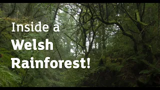 A Peek at Welsh Rainforest