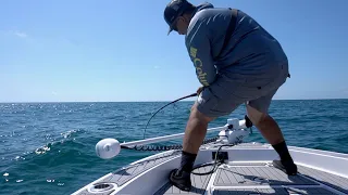 Fishing Offshore In Tampa Bay          GIANT LEMON SHARK