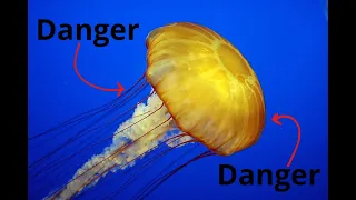 Top 5 the most venomous jellyfishs in the world