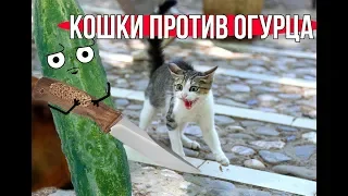 КОТ ПРОТИВ ОГУРЦА / CAT VS CUCUMBER