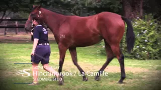 2016 Inglis Easter, Lot 372: Hinchinbrook x La Camille filly