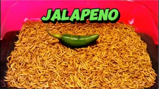 MEALWORMS VS JALAPENO