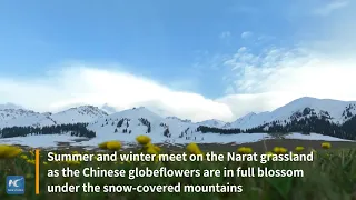 Where seasons collide: Unique juxtaposition at the Narat grassland in Xinjiang