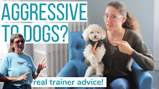 IS YOUR MALTIPOO AGGRESSIVE? | Answers from a REAL Dog Trainer!