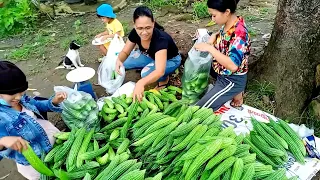 AMPALAYA FARMING 6TH HARVEST. GALAXY MAX F1