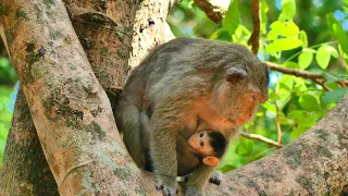 Baby Milking  On The Tree