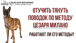 Отучить тянуть поводок по видео Цезаря Миллано. Работают ли его методы? Отзыв о Цезаре Миллано