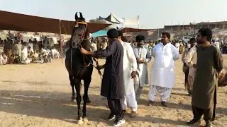 ghora gulam e ali owner syed qamar Shah at mela kunda mor district (nankana sahib)