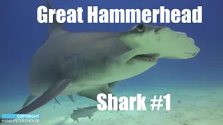 Dive Bahamas #16 - Great Hammerhead Sharks 01 - Hans-Peter Endler