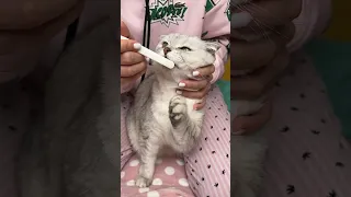 How to brush your cat's teeth 🦷