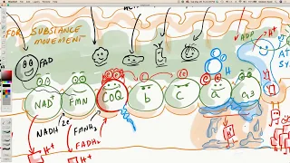 CoQ10 - Coenzyme Q, Electron Transport Chain