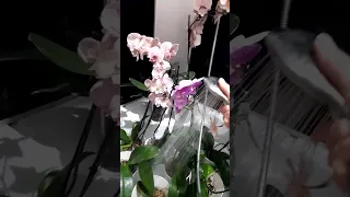 Купание орхидей под душем 💦🌼🌸🌺 Bathing orchids in the shower #релакс #музыка #орхидеи